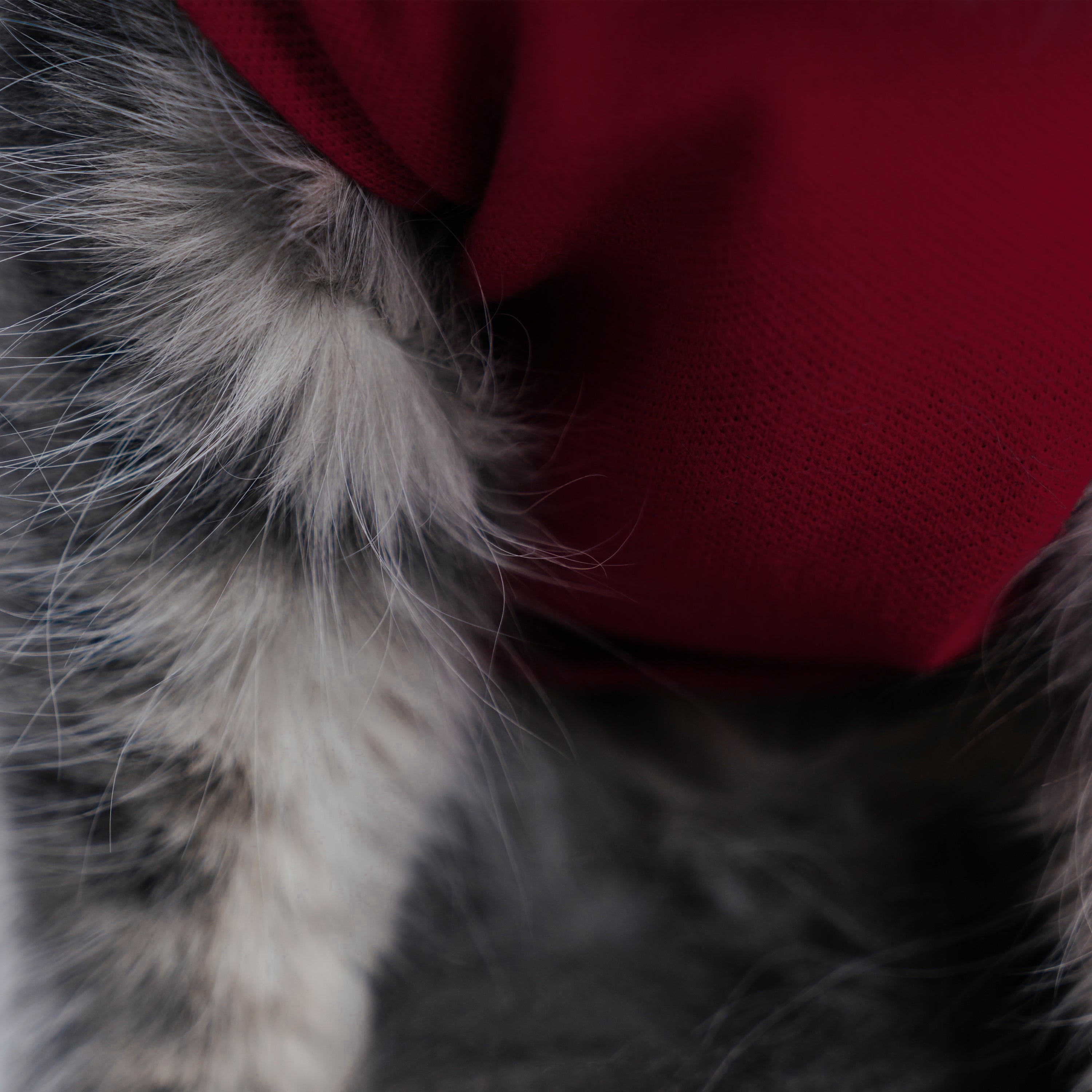 Article 038 // Catto Tee